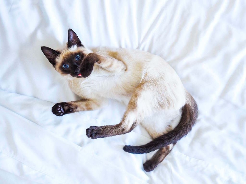 A cat lying in bed with white bed sheets