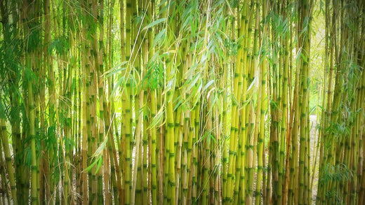 bamboo forest